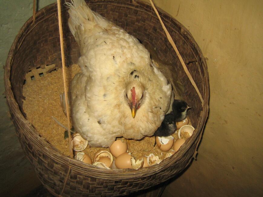 Chicks